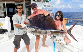 Рыба голубой марлин: какая она на вкус