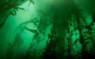 Морские водоросли могут стать источником энергии: что говорят исследователи