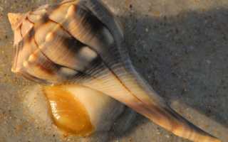 Деликатесный моллюск трубач: вы вряд-ли слышали об этом продукте