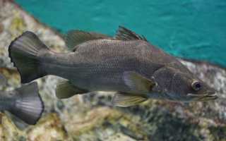 Невероятно: найден большой окунь