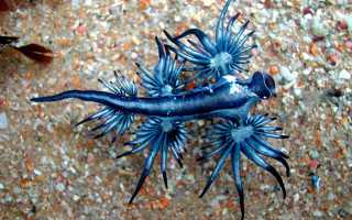 Маленький убийца: что известно про моллюска с названием голубой дракон