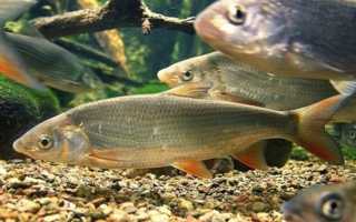 Где один — там и много, почему поймать подуста большое везение