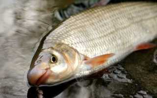 Удачная ловля подуста: отдельные секреты помогут увеличить клев