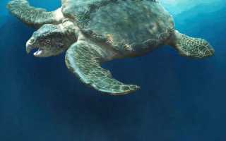 Морские чудовища, населявшие землю миллионы лет назад