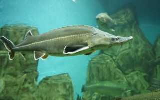 Морское золото или черная икра: в какой рыбе есть этот деликатес