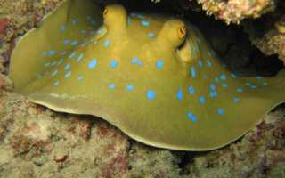Скат хвостокол или морской кот