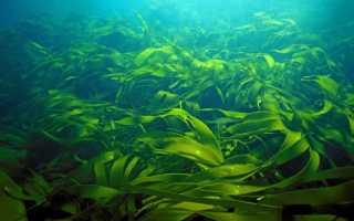 Морская капуста или ламинария: чем полезны водоросли