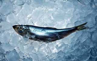 Что за рыба сельдь матье: описание продукта и способы приготовления