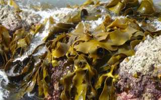 Ламинария или бурые морские водоросли — все про их пользу