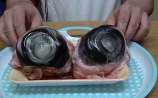 Какая отвратительная рыба: блюда из морепродуктов, которые вы вряд-ли захотите пробовать на вкус