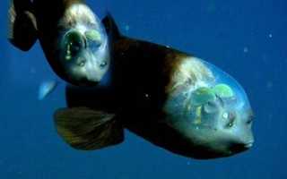 Рыба с прозрачной головой и интересные факты о бочкоглаз