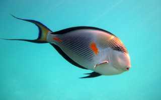 Что за рыба голубой хирург и за что ее так назвали