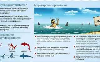Как спастись от акулы: эти рекомендации помогут сохранить жизнь