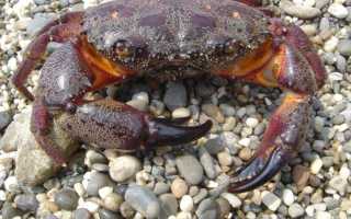 Крабы черного моря