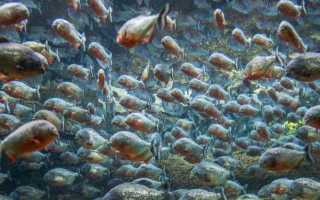 Обглодает и глазом не моргнет: 7 весьма интересных фактов о пиранье