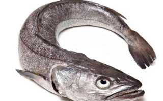 Фото рыбы хек с головой