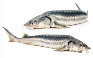 Как поймать стерлядь и почему ее надо отпускать на волю