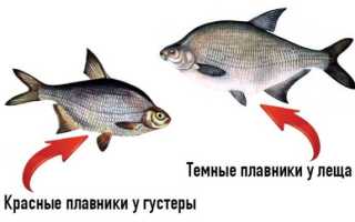 Лещ, густера и подлещик: как различать этих близнецов
