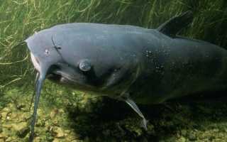 7 видов рыбы без чешуи: почему ее не употребляют в пищу иудеи