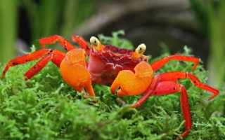 Краб «красный дьявол» (Geosesarma sp. red devil)