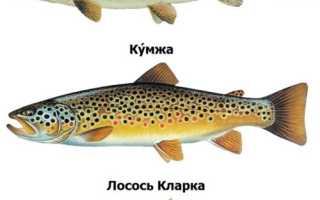 Виды форели и чем они отличаются с фото