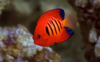 Их раскрасила природа: 7 рыб, поражающих своей красотой и яркими оттенками