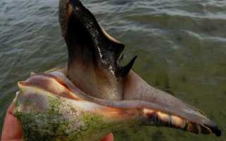 Рецепты приготовления моллюска трубач