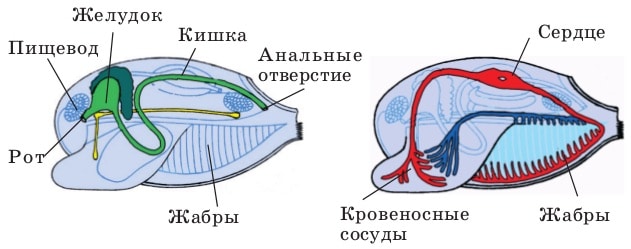 Двустворчатые моллюски