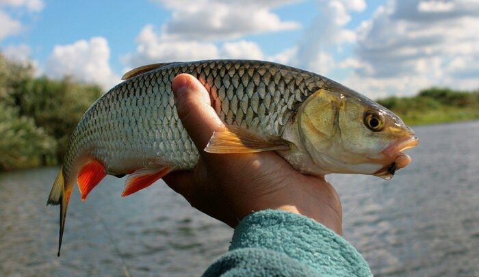 Голавль из Черного моря 