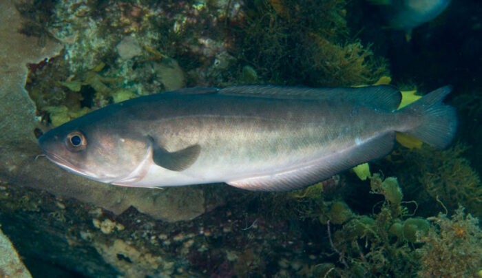 морская рыба хокки 
