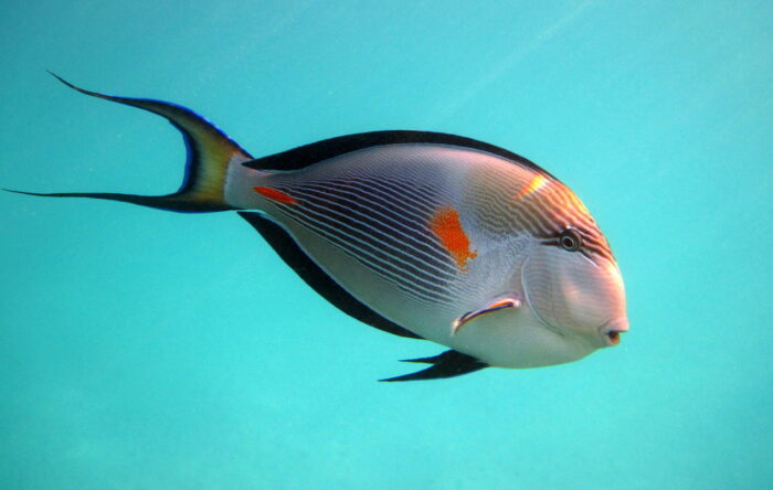 рыба хирург выпускает острые шипы