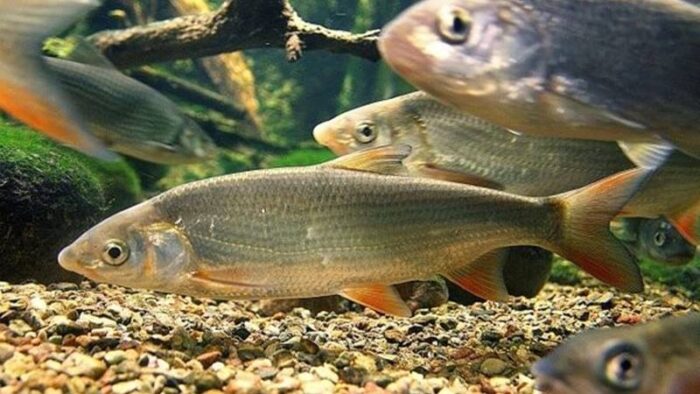 стая подуста на глубине 