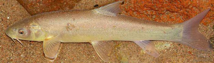 узбекская рыба маринка отличается большими размерами