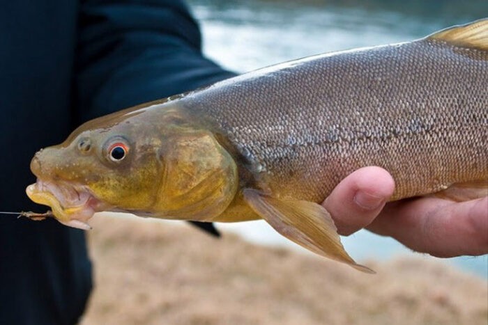 Щуковидная маринка является родственником карпа