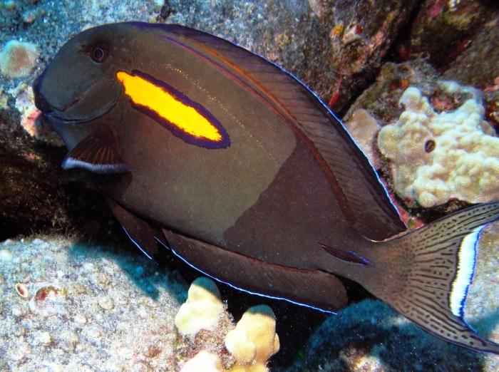 мальки рыбы хирурга прозрачные