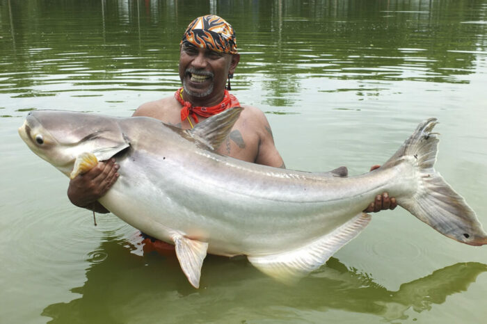 Пангасиус может вызвать аллергию