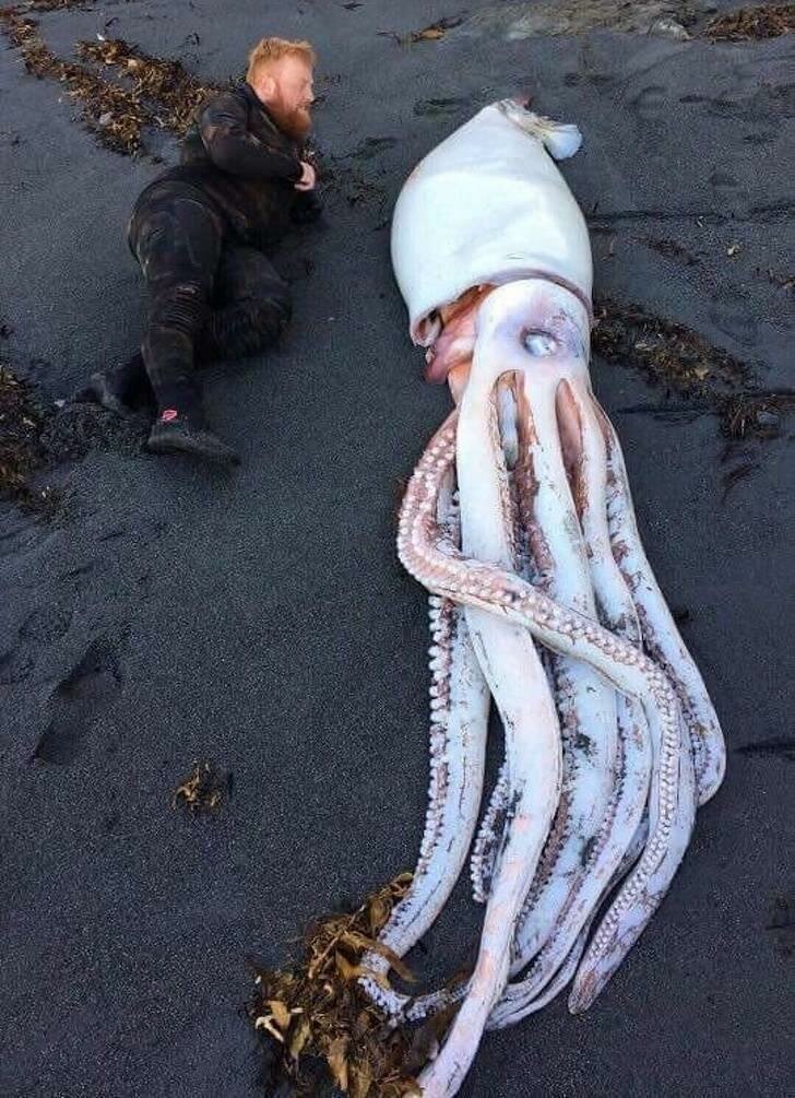 огромный кальмар 