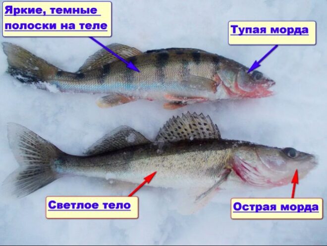 характерные особенности судака и берша 