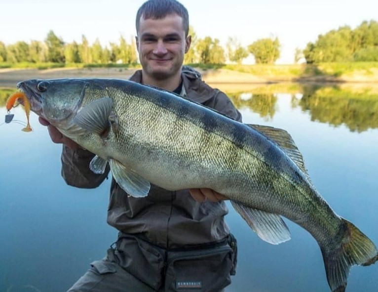 большой судак