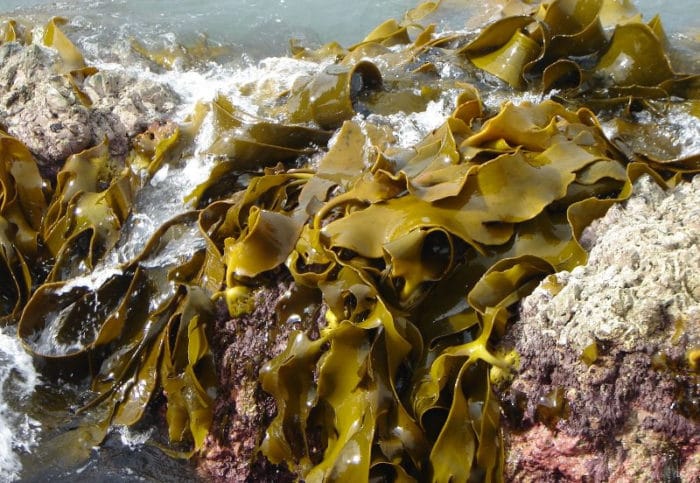 чем полезны бурые водоросли 
