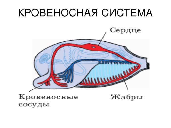 Двустворчатые моллюски