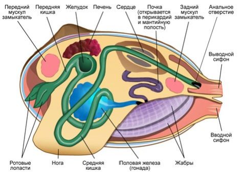 Двустворчатые моллюски