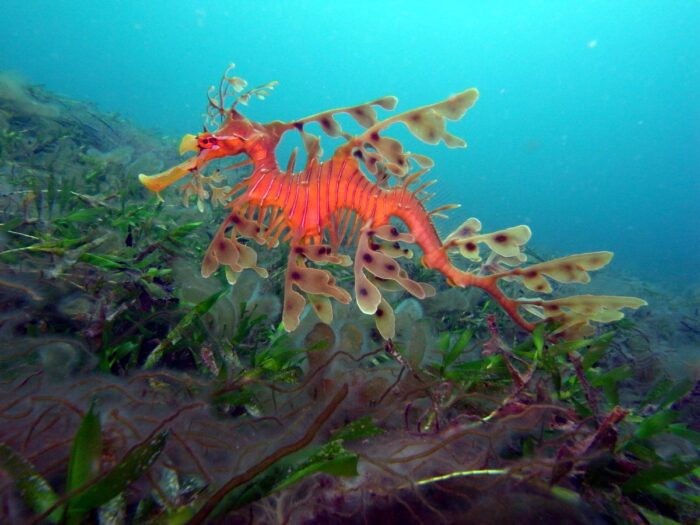 Морской Дракон относится к морским конькам 