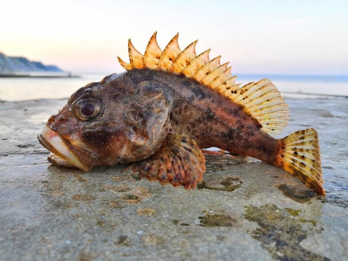на что клюет морской ерш 