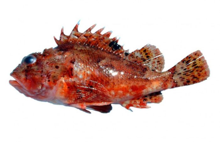 внешний вид морского ерша 