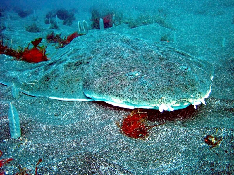 внешний вид морского ангела