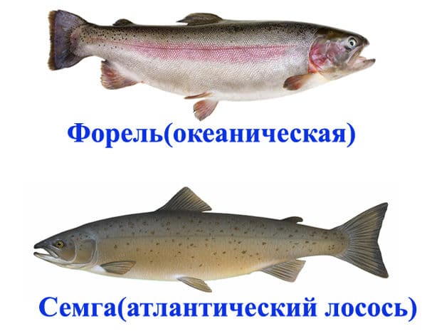 форель