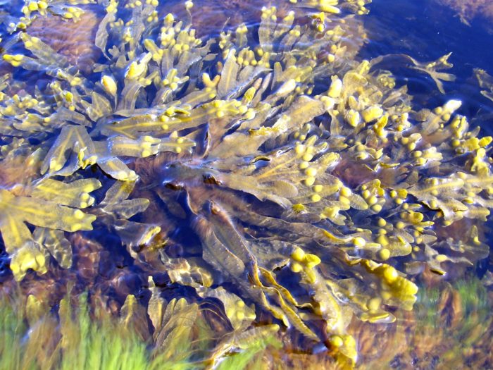 Фукус