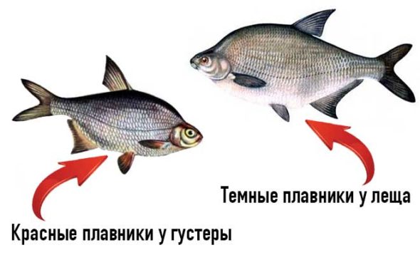 внешний вид леща и густеры