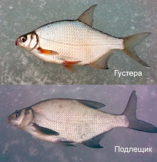 Густера и подлещик похожи 